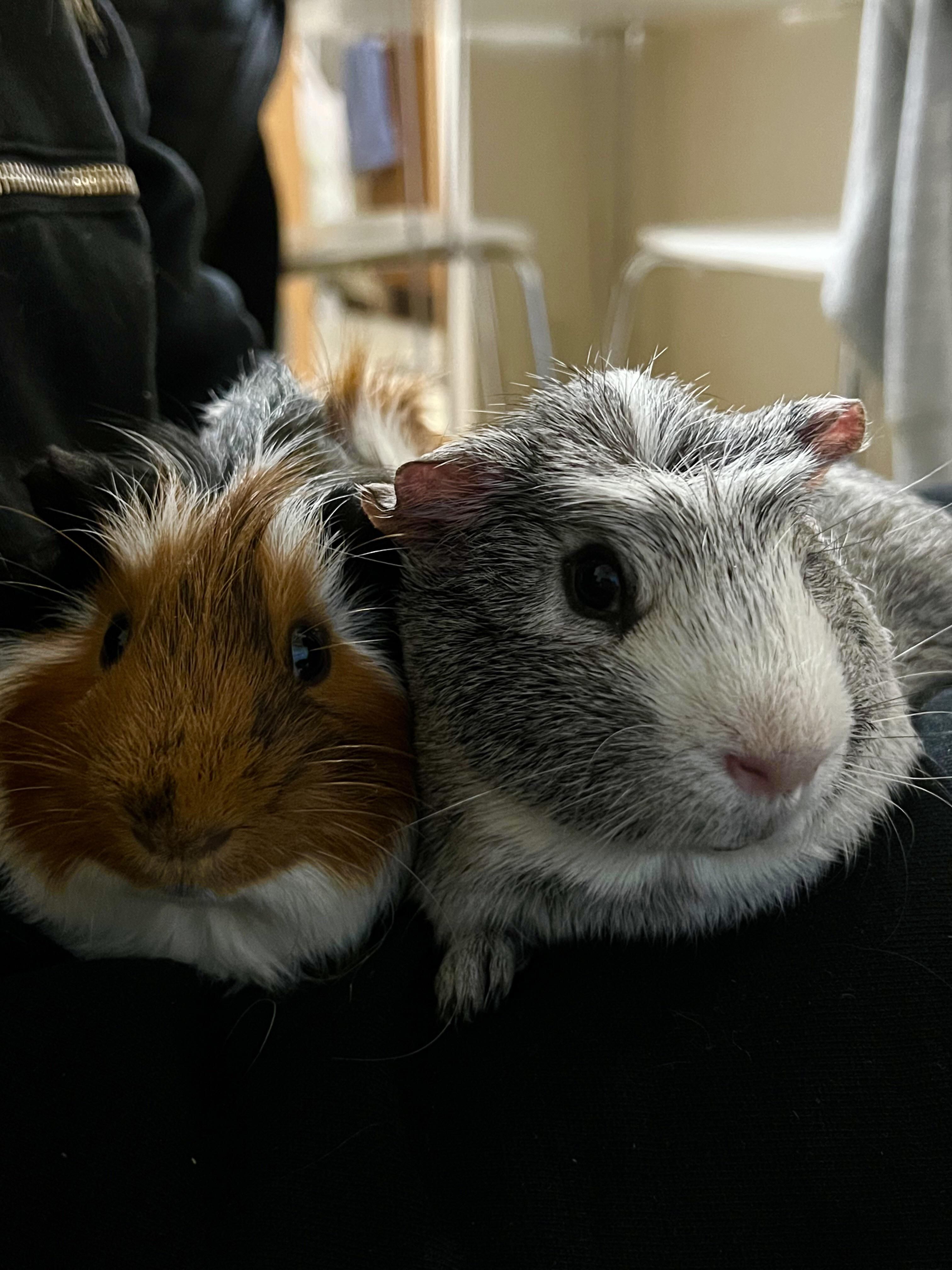 🏞️ 오사키 공원 어린이 동물원(오사키 코엔 코도모 도부츠엔) 이미지 10